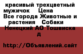 красивый трехцветный мужичок  › Цена ­ 10 000 - Все города Животные и растения » Собаки   . Ненецкий АО,Тошвиска д.